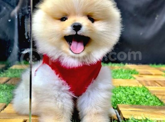 2.5 Aylık Pomeranian Yavrular görsel