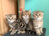 Golden Yavrularimiz Tesli̇me Hazir