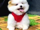 2.5 Aylık Pomeranian Yavrular