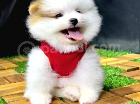 2.5 Aylık Pomeranian Yavrular görsel