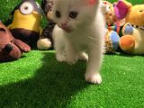 Scottish Fold Yavrularımız..