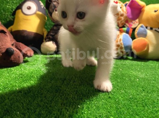 Scottish Fold Yavrularımız.. görsel