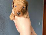 Muhteşem Toy Poodle A Kali̇te Bebekler