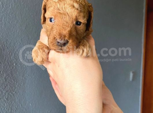 Muhteşem Toy Poodle A Kali̇te Bebekler görsel