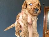 Muhteşem Toy Poodle A Kali̇te Bebekler