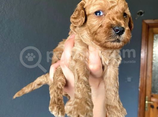 Muhteşem Toy Poodle A Kali̇te Bebekler görsel