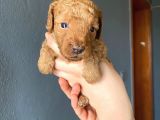 MUHTEŞEM TOY POODLE A KALİTE BEBEKLER