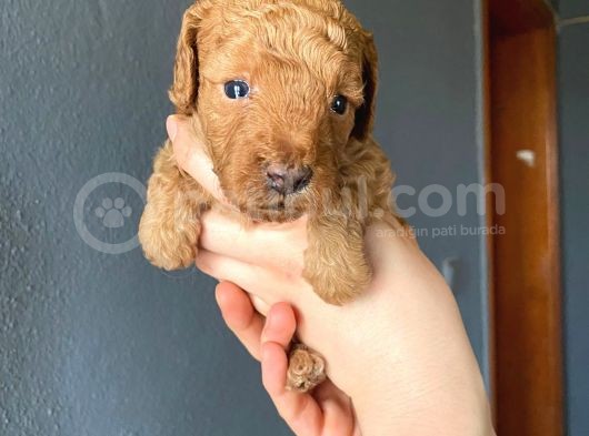 Muhteşem Toy Poodle A Kali̇te Bebekler