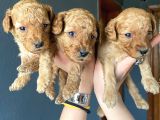 Muhteşem Toy Poodle A Kali̇te Bebekler