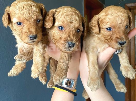 Muhteşem Toy Poodle A Kali̇te Bebekler görsel
