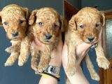 Muhteşem Toy Poodle A Kali̇te Bebekler