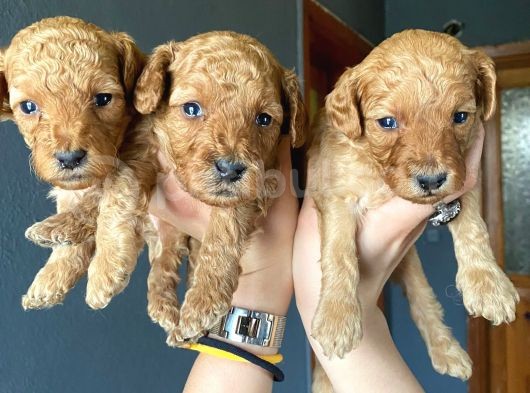 Muhteşem Toy Poodle A Kali̇te Bebekler görsel