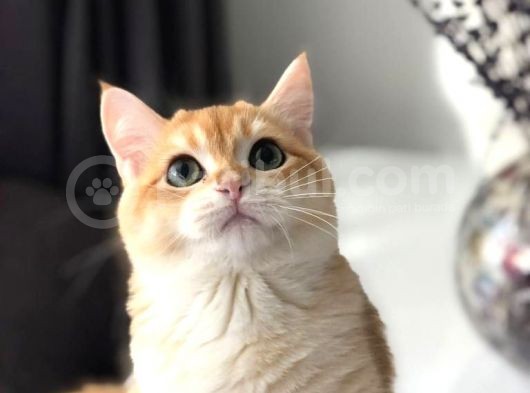 A Kalite Bri̇ti̇sh Shorthai̇r  Golden Yavrular görsel
