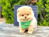 Sevimli Yavrularımız Pomeranian