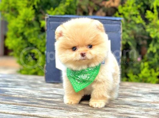 Sevimli Yavrularımız Pomeranian görsel