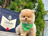 Sevimli Yavrularımız Pomeranian