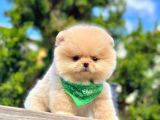 Sevimli Yavrularımız Pomeranian