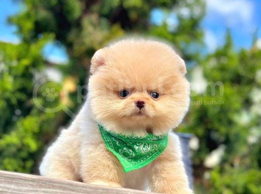 Sevimli Yavrularımız Pomeranian görsel