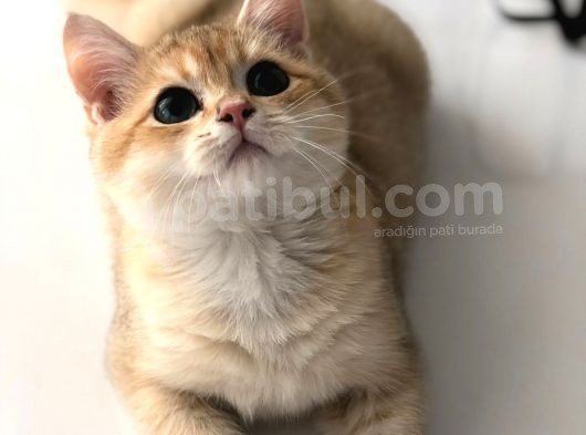 A Kalite Bri̇ti̇sh Shorthai̇r  Golden Yavrular görsel
