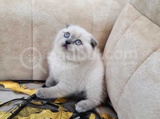 A Kali̇te Safkan Scotti̇sh Fold Bluepoi̇nt Di̇şi̇ görsel