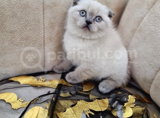 A Kali̇te Safkan Scotti̇sh Fold Bluepoi̇nt Di̇şi̇ görsel