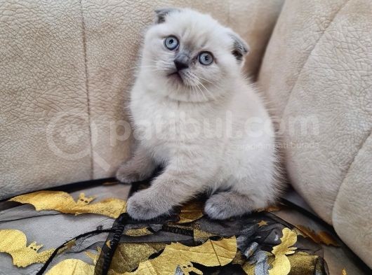 A Kali̇te Safkan Scotti̇sh Fold Bluepoi̇nt Di̇şi̇ görsel