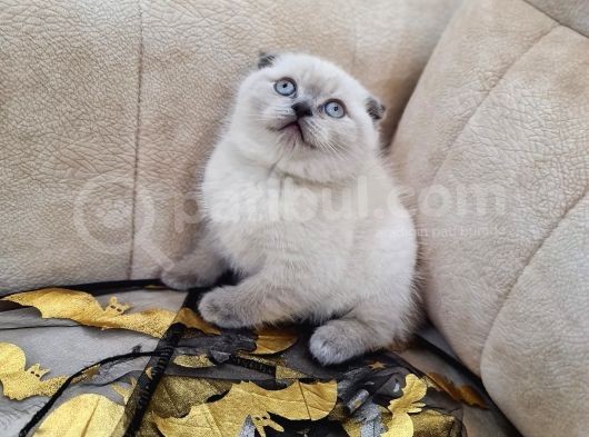A Kali̇te Safkan Scotti̇sh Fold Bluepoi̇nt Di̇şi̇ görsel