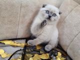 A Kali̇te Safkan Scotti̇sh Fold Bluepoi̇nt Di̇şi̇
