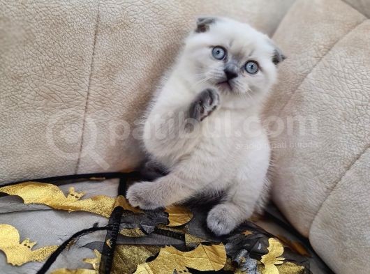A Kali̇te Safkan Scotti̇sh Fold Bluepoi̇nt Di̇şi̇ görsel
