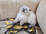 A Kali̇te Safkan Scotti̇sh Fold Bluepoi̇nt Di̇şi̇