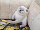 A KALİTE SAFKAN SCOTTİSH FOLD BLUEPOİNT DİŞİ