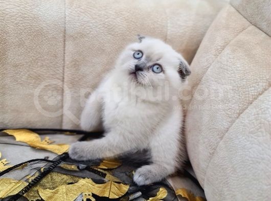 A Kali̇te Safkan Scotti̇sh Fold Bluepoi̇nt Di̇şi̇