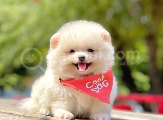 Erkek & Dişi Pomeranian görsel