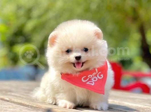 Erkek & Dişi Pomeranian görsel