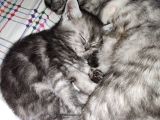 Biritish Shorthair Black Smoke Yavru Kedi
