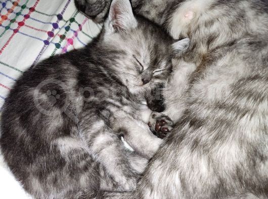 Biritish Shorthair Black Smoke Yavru Kedi görsel