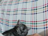 Biritish Shorthair Black Smoke Yavru Kedi