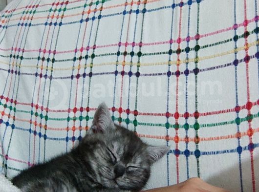 Biritish Shorthair Black Smoke Yavru Kedi görsel