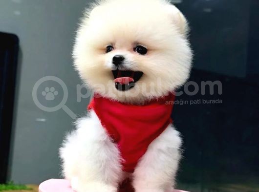 Mağazamızdan, Sözleşmeli Pomeranian Boo Yavrumuz