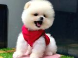 Mağazamızdan, Sözleşmeli Pomeranian Boo Yavrumuz