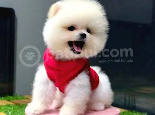 Mağazamızdan, Sözleşmeli Pomeranian Boo Yavrumuz görsel