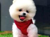 Mağazamızdan, Sözleşmeli Pomeranian Boo Yavrumuz