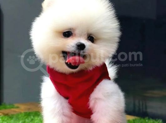 Mağazamızdan, Sözleşmeli Pomeranian Boo Yavrumuz görsel