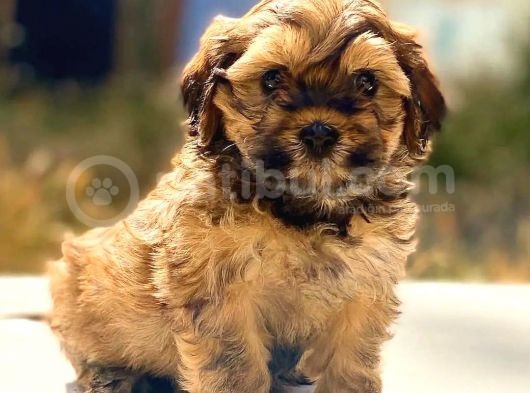 Anne Altından 60 Günlük F1 Maltipoo Yavrum görsel