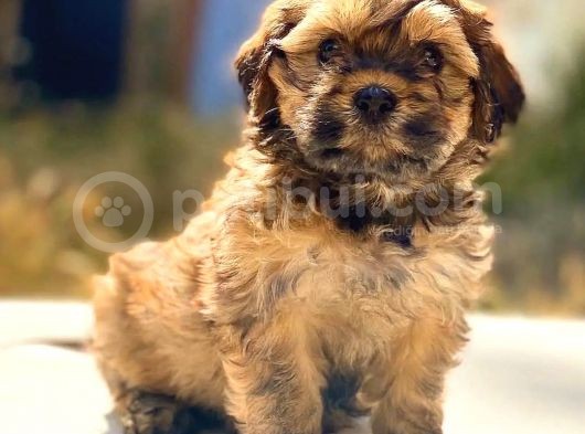 Anne Altından 60 Günlük F1 Maltipoo Yavrum görsel