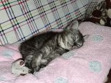 Biritish Shorthair Black Smoke Yavru Kedi