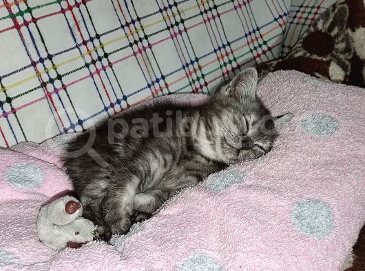 Biritish Shorthair Black Smoke Yavru Kedi görsel