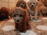 HERKESE HER KESEYE TOY POODLE YAVRULAR