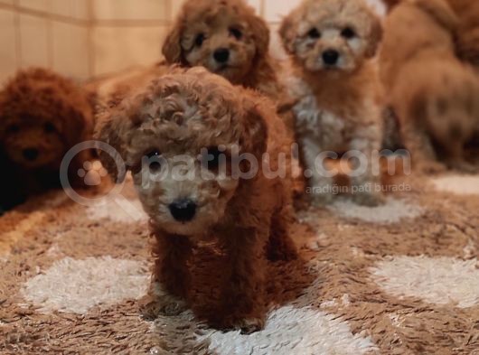 Herkese Her Keseye Toy Poodle Yavrular