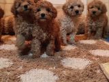 Herkese Her Keseye Toy Poodle Yavrular